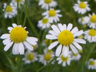 chamomile