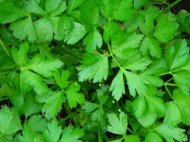 italian-parsley