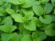 spearmint