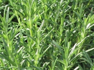 rosemary