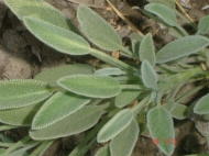 sage