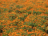 Calendula